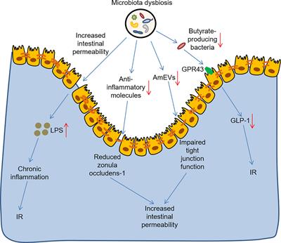 Pharmacomicrobiomics and type 2 diabetes mellitus: A novel perspective towards possible treatment